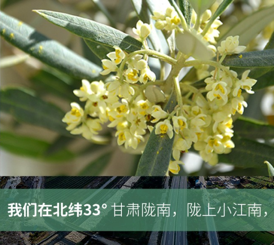 武都的氣候、土壤等與地中海沿岸極其相似，同處于世界頂級(jí)油橄欖黃金生產(chǎn)帶（32°58--33°36）年平均氣溫為14.7°，年日照時(shí)數(shù)1911..